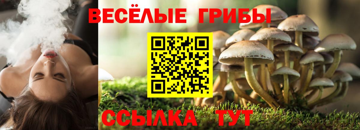 Псилоцибиновые грибы Cubensis  Вход с VPN  Нижний Новгород 
